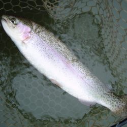 大安トラウトレイク 釣果