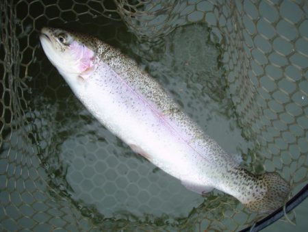 大安トラウトレイク 釣果