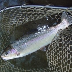 大安トラウトレイク 釣果