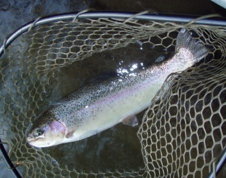 大安トラウトレイク 釣果