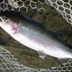 大安トラウトレイク 釣果