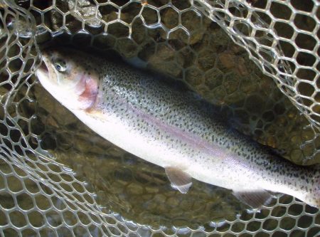 大安トラウトレイク 釣果