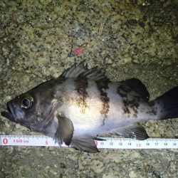 ナイトメバリング