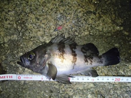 ナイトメバリング