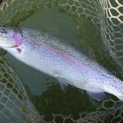 大安トラウトレイク 釣果