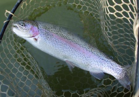 大安トラウトレイク 釣果