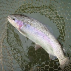 大安トラウトレイク 釣果