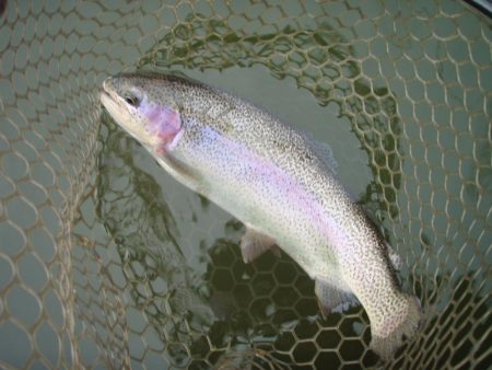 大安トラウトレイク 釣果