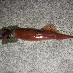 太刀魚、ヤリイカが釣れています
