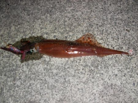 太刀魚、ヤリイカが釣れています