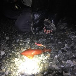 焼津港　シーバス、カサゴ好調　石津浜ではヤリにかわりスルメ！？