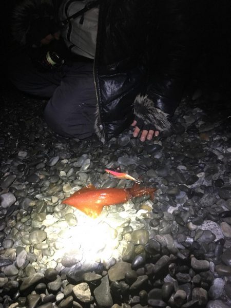 焼津港　シーバス、カサゴ好調　石津浜ではヤリにかわりスルメ！？