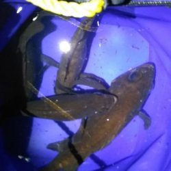 ストラクチャーにタイトに付くメバルを釣ってみた