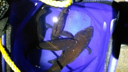 ストラクチャーにタイトに付くメバルを釣って…