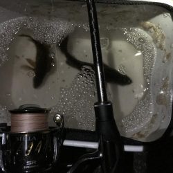 サイズアップならず!