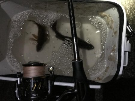 サイズアップならず!