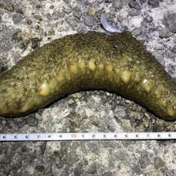 プラグはきつい・・・