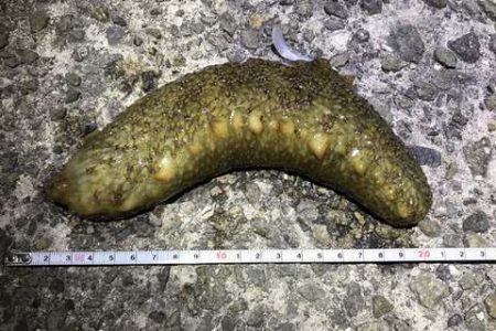 プラグはきつい・・・