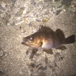 磯竿メバリング