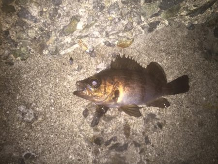 磯竿メバリング