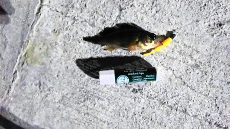 メバリング新規開拓