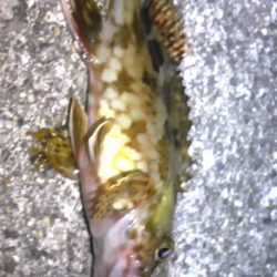 連日のライトゲーム