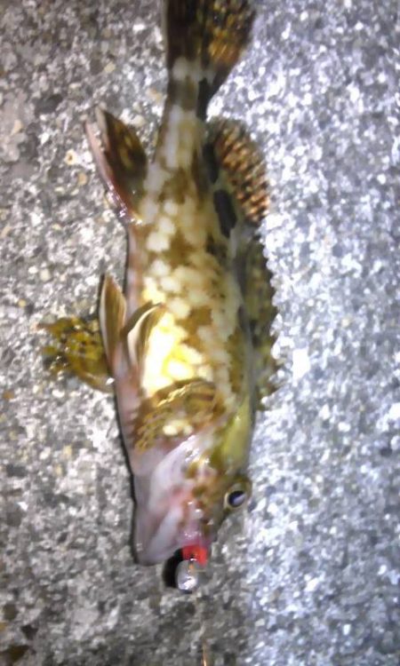 連日のライトゲーム