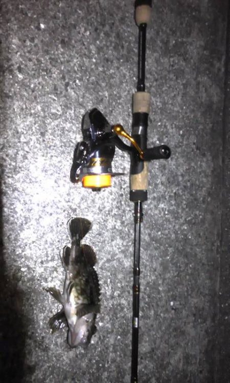 連日のライトゲーム