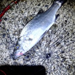 石津浜ではヤリイカ湾内ではシーバスやアジ