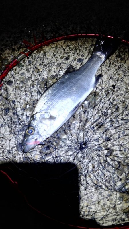 石津浜ではヤリイカ湾内ではシーバスやアジ