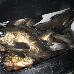 姫路メバリング（2018-3）