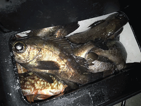 姫路メバリング（2018-3）