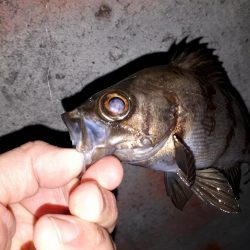 新規ポイントを開拓