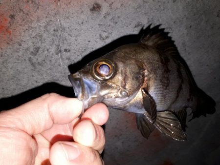 新規ポイントを開拓