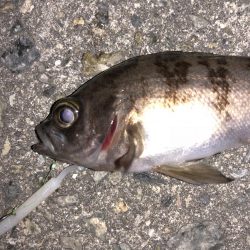 癒しのライトゲーム！