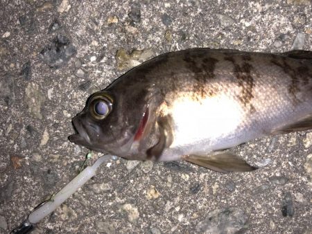 癒しのライトゲーム！