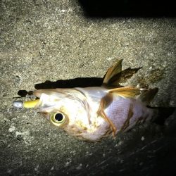 三連釣行 計10匹！