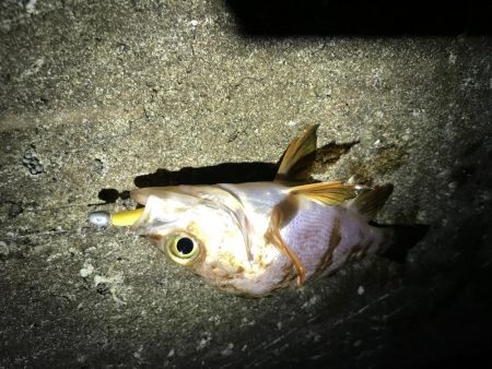 三連釣行 計10匹！