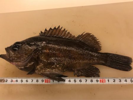 爆釣メバリング