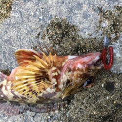 マゴバチで癒しのライトゲーム