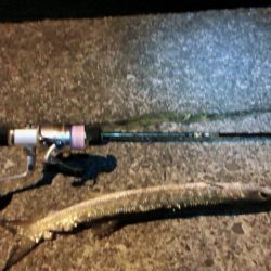 ５０センチカマス