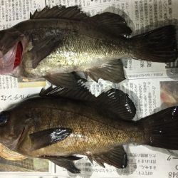 アジ探しに有田へ