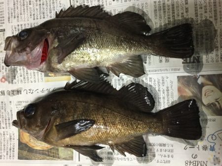 アジ探しに有田へ