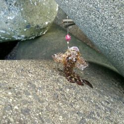 ガシラ釣り ~寒風高波、心が折れそう~