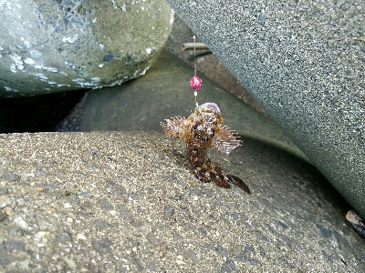 ガシラ釣り ~寒風高波、心が折れそう~