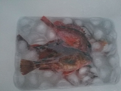 ガシラ釣り　～やや場荒れしてるかも～