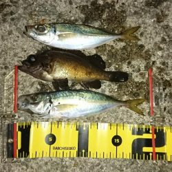 和歌山での4月・5月アジング （春）オススメ記事　カンパリ2017