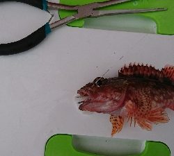 ロックフィッシュ釣行番外編