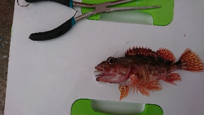 ロックフィッシュ釣行番外編