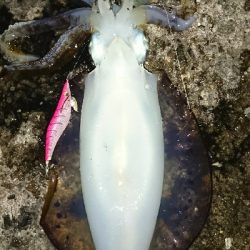 エギング釣行その5 今年初のキロUp!